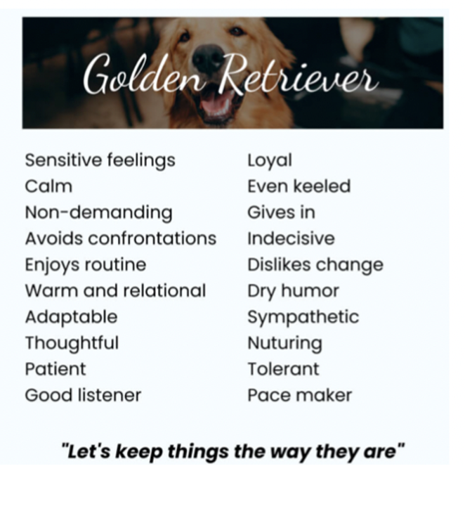Golden Retriever